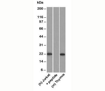 CD3e Antibody