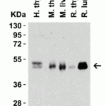 <strong>Figure 2 Western Blot Validation in Human, Mouse and Rat Tissue Lysate</strong><br>Loading: 15 μg of lysates per lane.Antibodies: CD4 PM-5203 (1 μg/mL), 1h incubation at RT in 5% NFDM/TBST.Secondary: Goat anti-mouse IgG HRP conjugate at 1:5000 dilution.