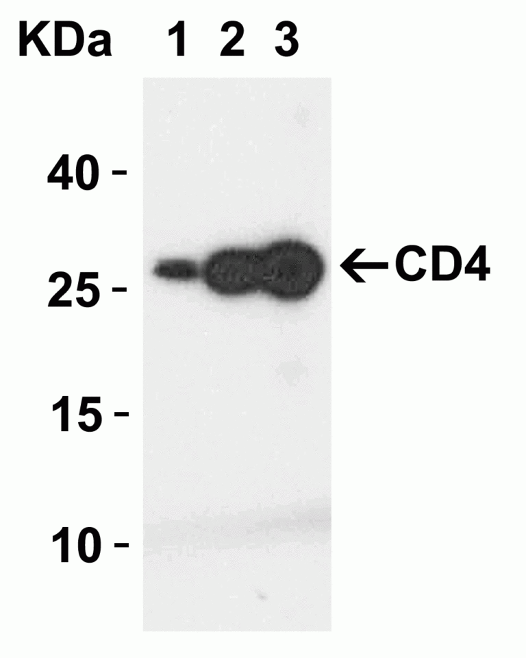 CD4 Antibody [9H5A8]