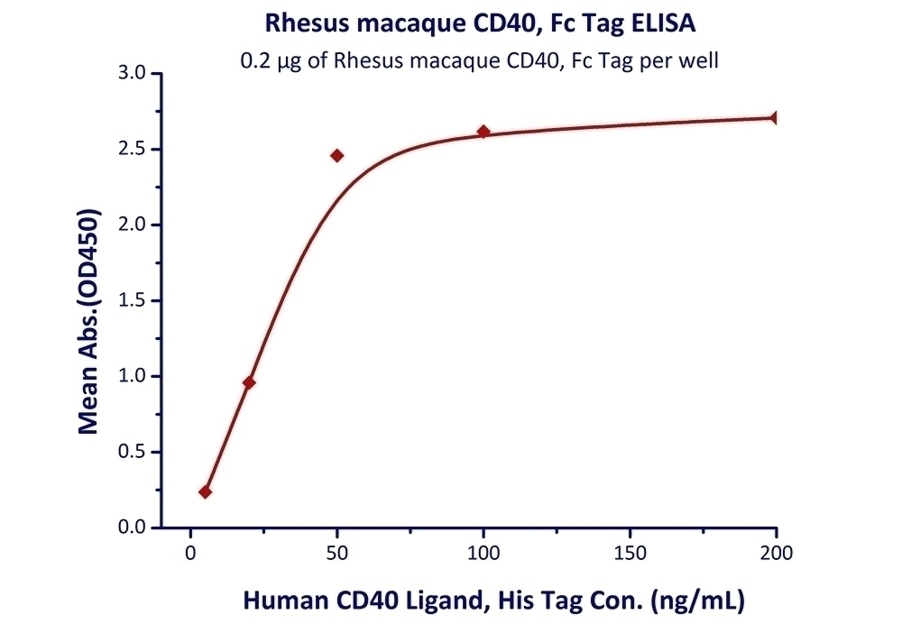 CD40 Recombinant Protein