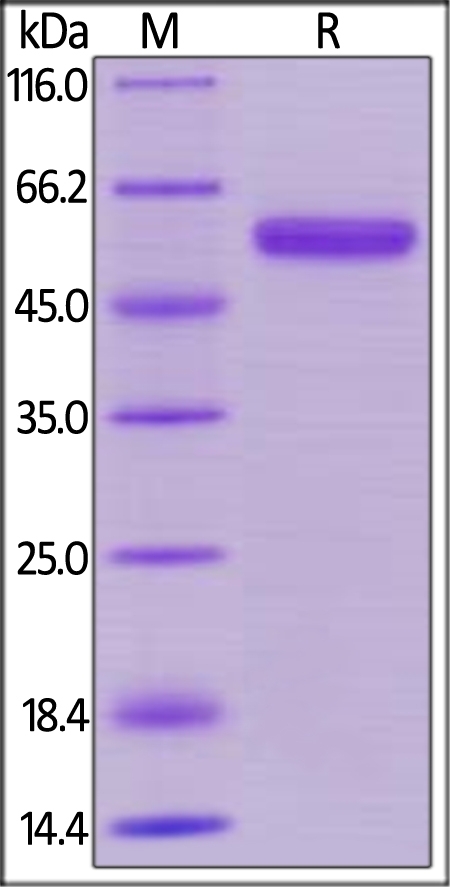 CD40 / TNFRSF5 Recombinant Protein