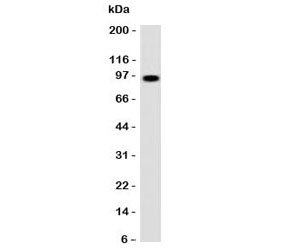 CD43 Antibody [CDLA43]
