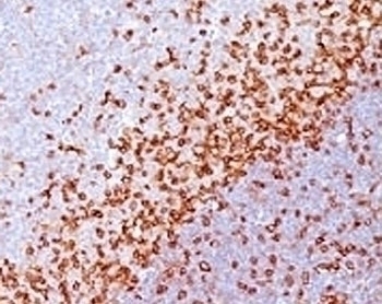 CD43 Antibody [SPM503]