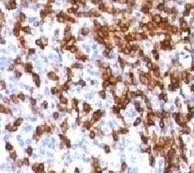 CD44 Antibody [HCM15-1]