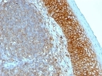CD44 Antibody [SPM544]