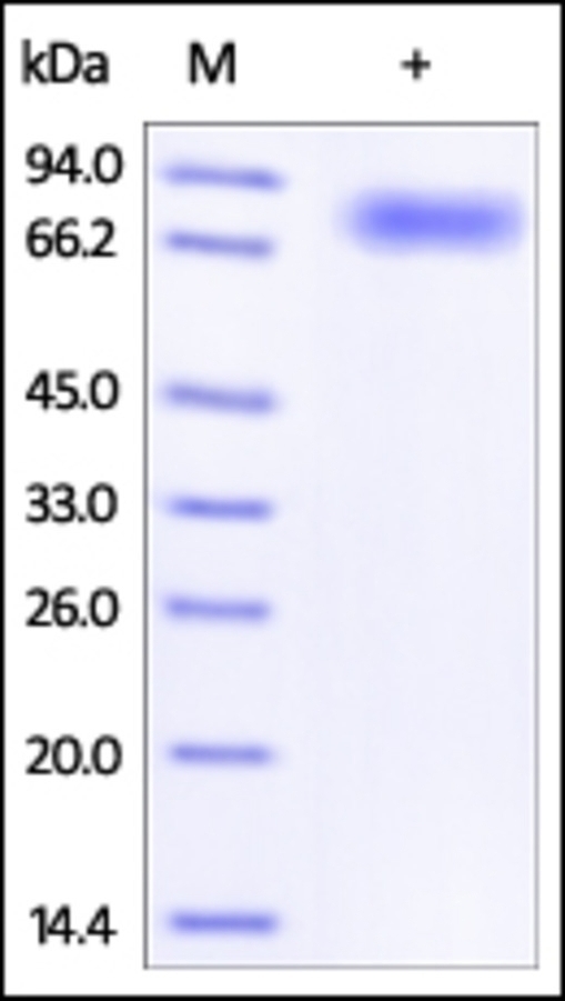 CD44 Recombinant Protein