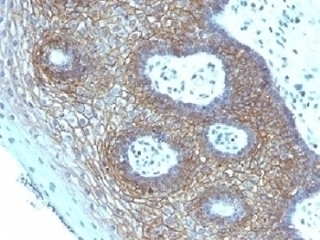 CD44v4 Antibody [CD44v4/1219]