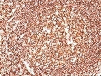 CD45 Antibody [135-4C5]