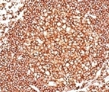 CD45 Antibody [136-4B5]