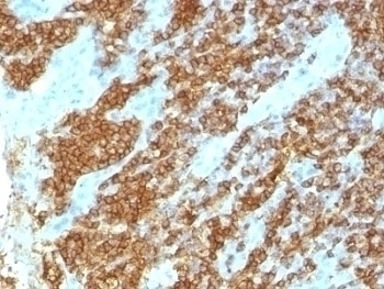 CD45RA Antibody [111-1C5]