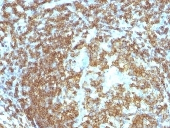 CD45RA Antibody [158-4D3]
