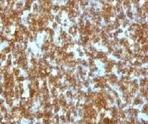 CD45RA Antibody [CDLA45RA-1]