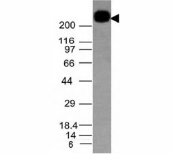 CD45RB Antibody [PTPRC/1132]