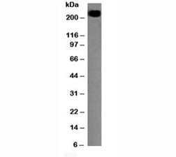 CD45RB Antibody [PTPRC/1147]