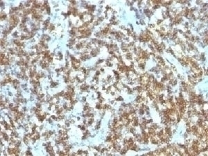 CD45RO Antibody [SPM125]
