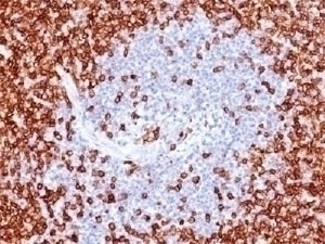 CD45RO Antibody [T200/797]