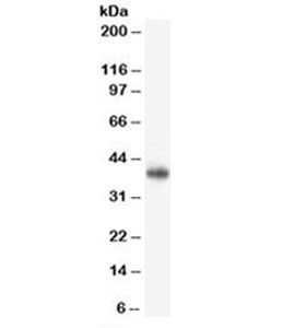 CD47 Antibody [B6H12.2]
