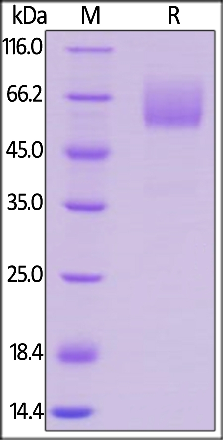 CD47 Recombinant Protein
