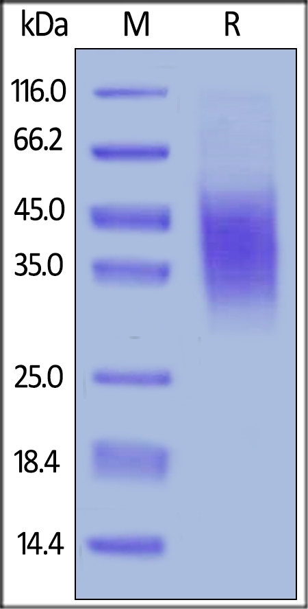 CD47 Recombinant Protein