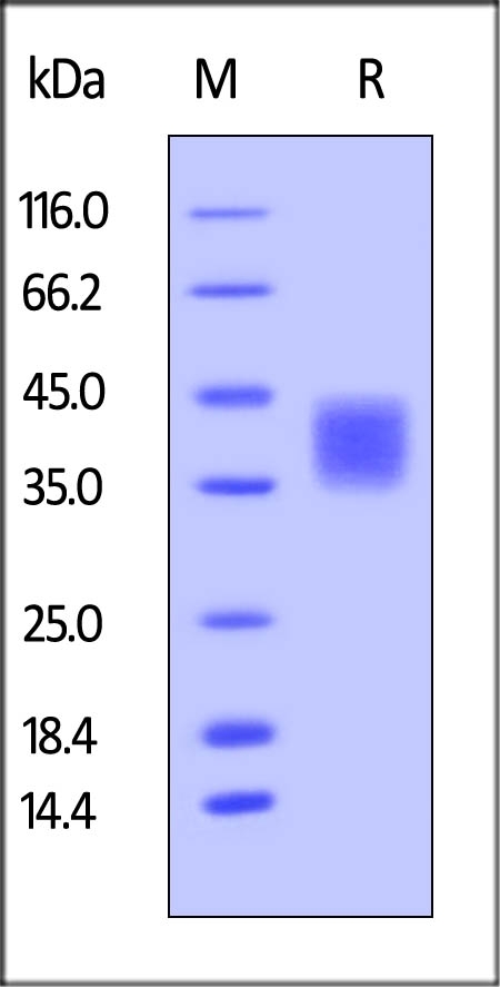 CD47 Recombinant Protein