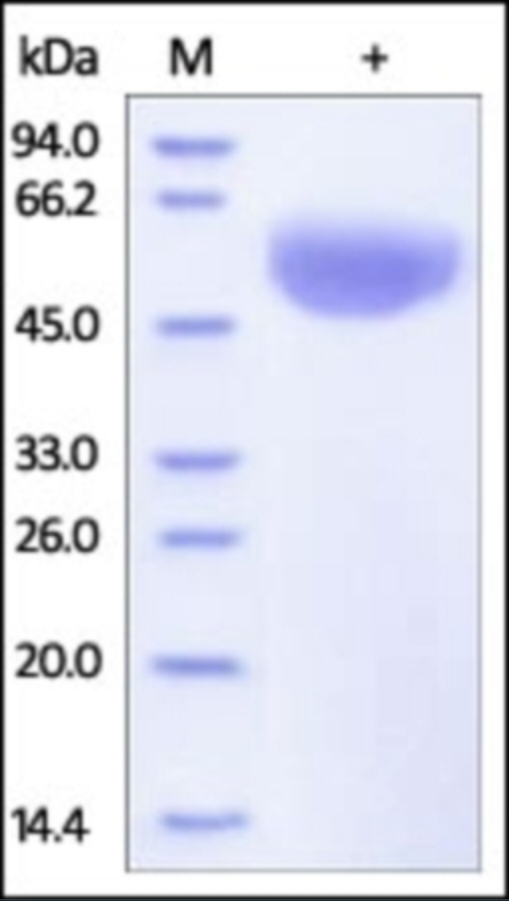 CD47 Recombinant Protein