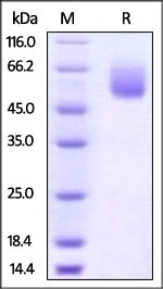 CD47 Recombinant Protein