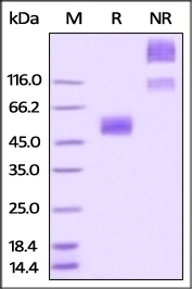 CD47 Recombinant Protein