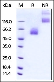 CD47 Recombinant Protein