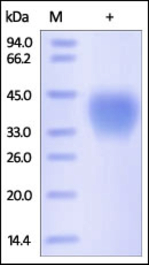 CD48 Recombinant Protein