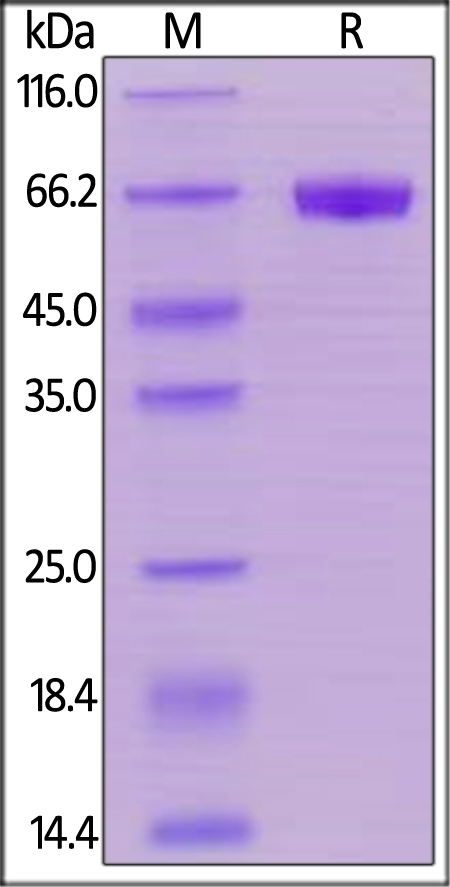 CD48 / SLAMF2 Recombinant Protein