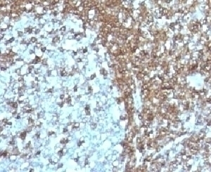 CD50 Antibody [186-2G9]