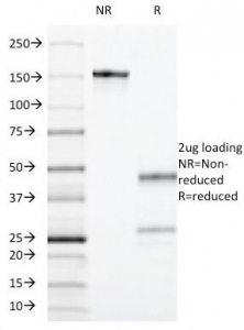 CD55 Antibody [F4-29D9]