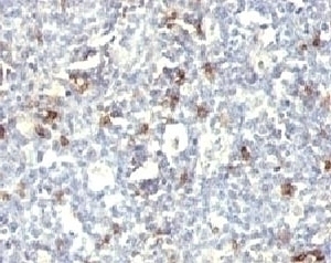 CD57 Antibody [SPM129]