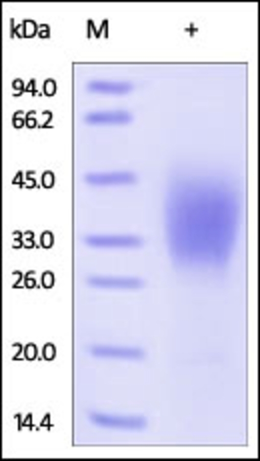 CD58 Recombinant Protein