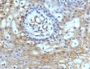 CD59 Antibody [CDLA59-1]