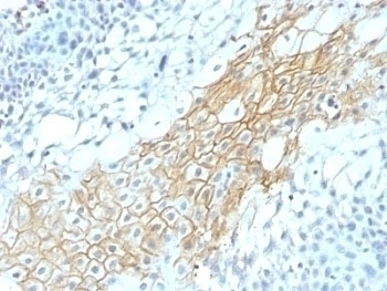 CD59 Antibody [MACIF/1193]
