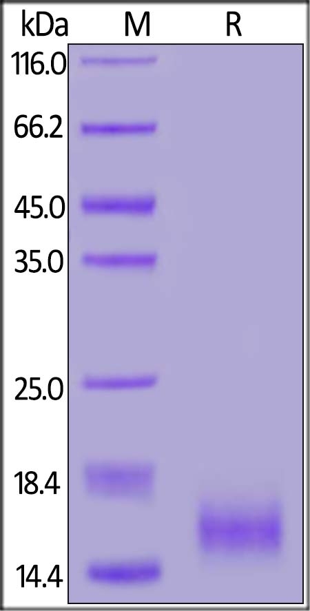 CD59 Recombinant Protein