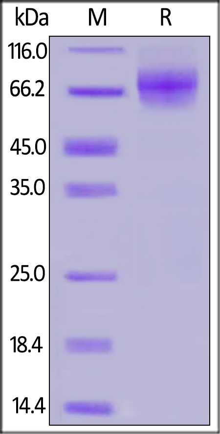 CD6 / TP120 Recombinant Protein