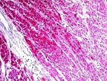 CD63 Antibody [SPM524]