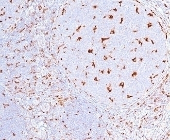 CD68 Antibody [C68/684]