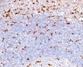 CD68 Antibody [CDLA68-1]