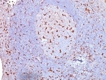 CD68 Antibody [SPM130]