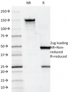 CD7 Antibody [124-1D1]