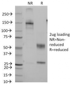 CD7 Antibody [B-F12]