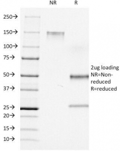 CD7 Antibody [C7/511]