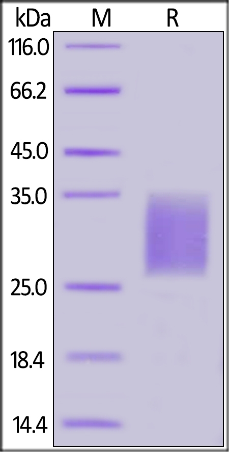 CD7 Recombinant Protein