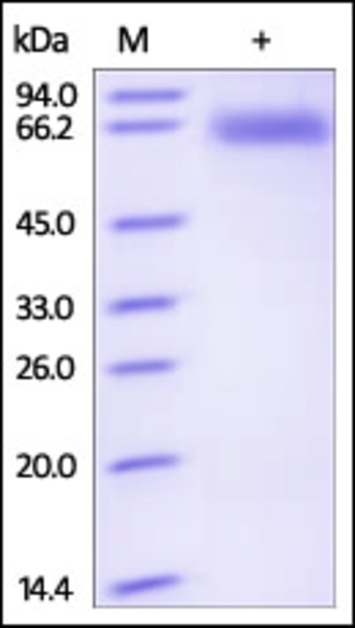 CD72 Recombinant Protein