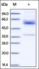 CD79 b Recombinant Protein