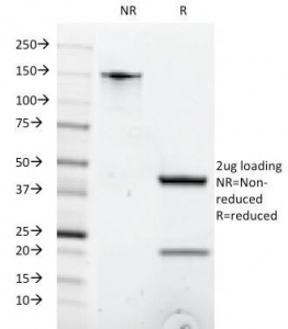 CD8 Antibody [C8/1035]