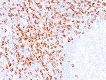 CD8 Antibody [C8/144B]